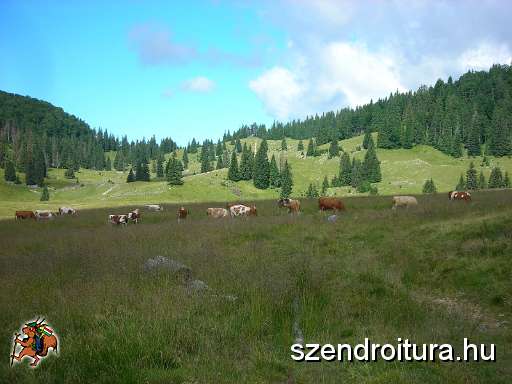28-Tehenek-is-voltak.JPG