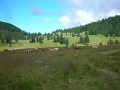 28-Tehenek-is-voltak